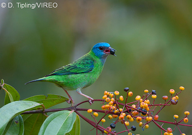 Blue Dacnis t08-15-062.jpg